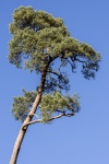 Tree, Pine