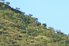 Tree, Rocks And Vegetation On A Hill
