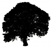 Tree Silhouette