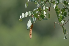 Tree With Rounded Leaves & Seed Pod