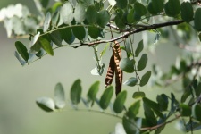 Tree With Seed Pods