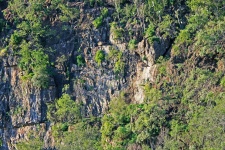 Vegetation Against Cliff