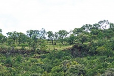 Vegetation On A Hill