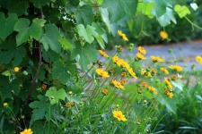 Vine And Daisies