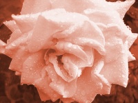 Vintage Rose With Droplets