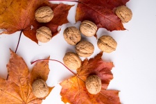 Walnuts And Leaves