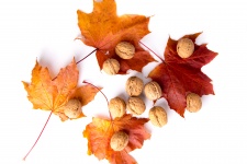 Walnuts And Red Leaves