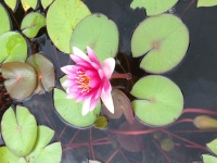 Water Lilies In Pond