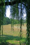 Weeping Willow Boughs