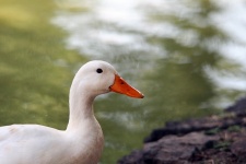 White Duck With Droplets