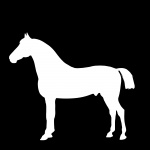 White Horse Standing On Black