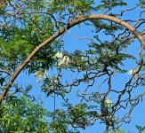 White Jacaranda Flowering