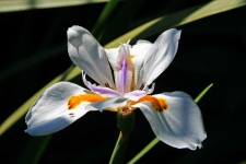 Wild Iris Flower 2