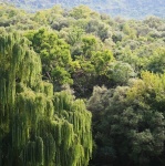 Willow And Other Trees