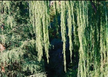 Willow Boughs With Other Trees