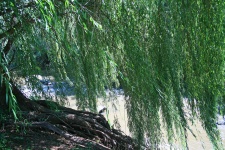 Willow Over Water