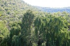 Willows And Other Trees
