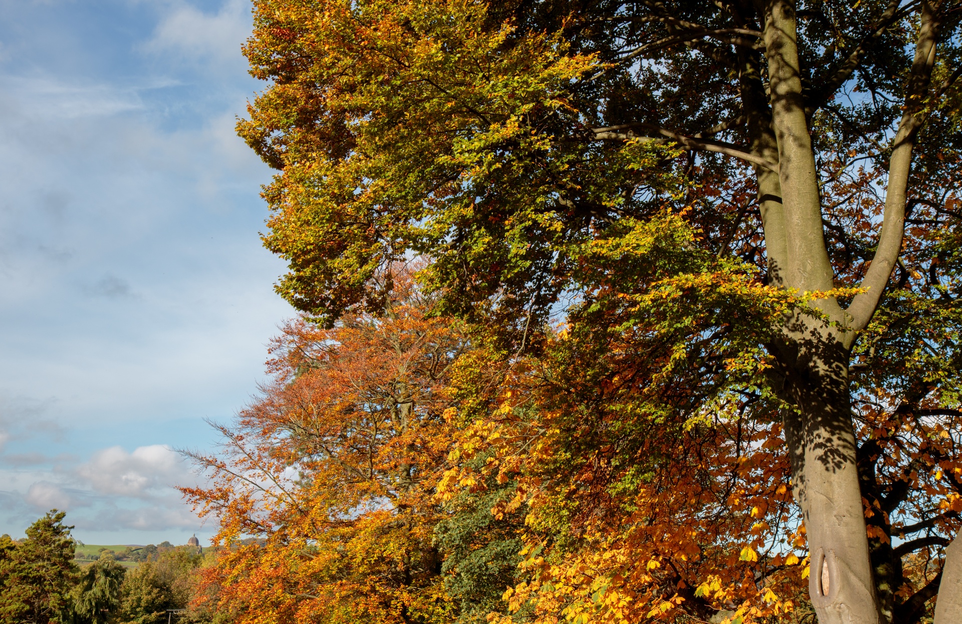 Autumn tree tops against blue sky