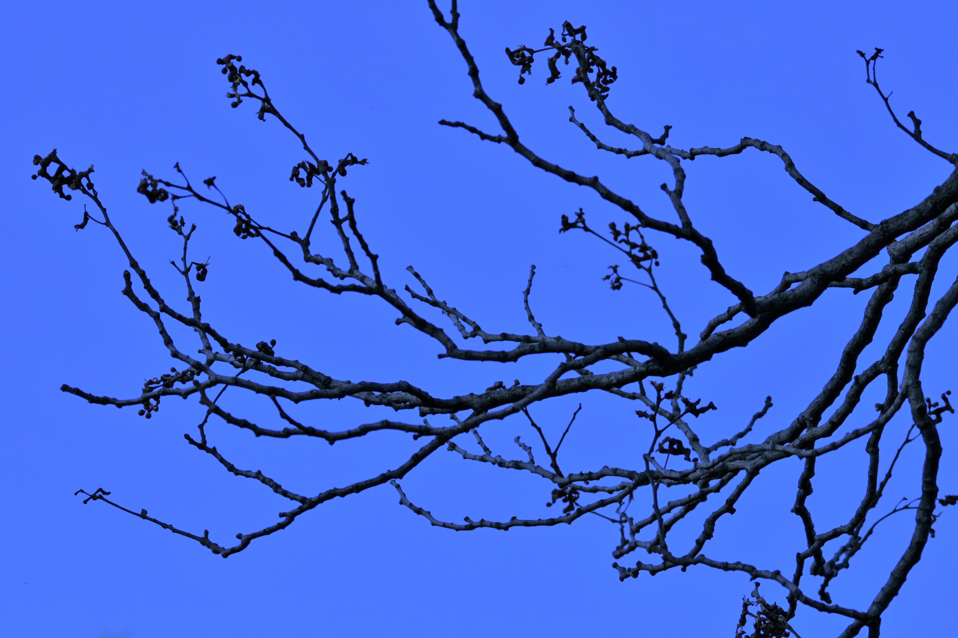 Bare Twigs Against Blue Sky