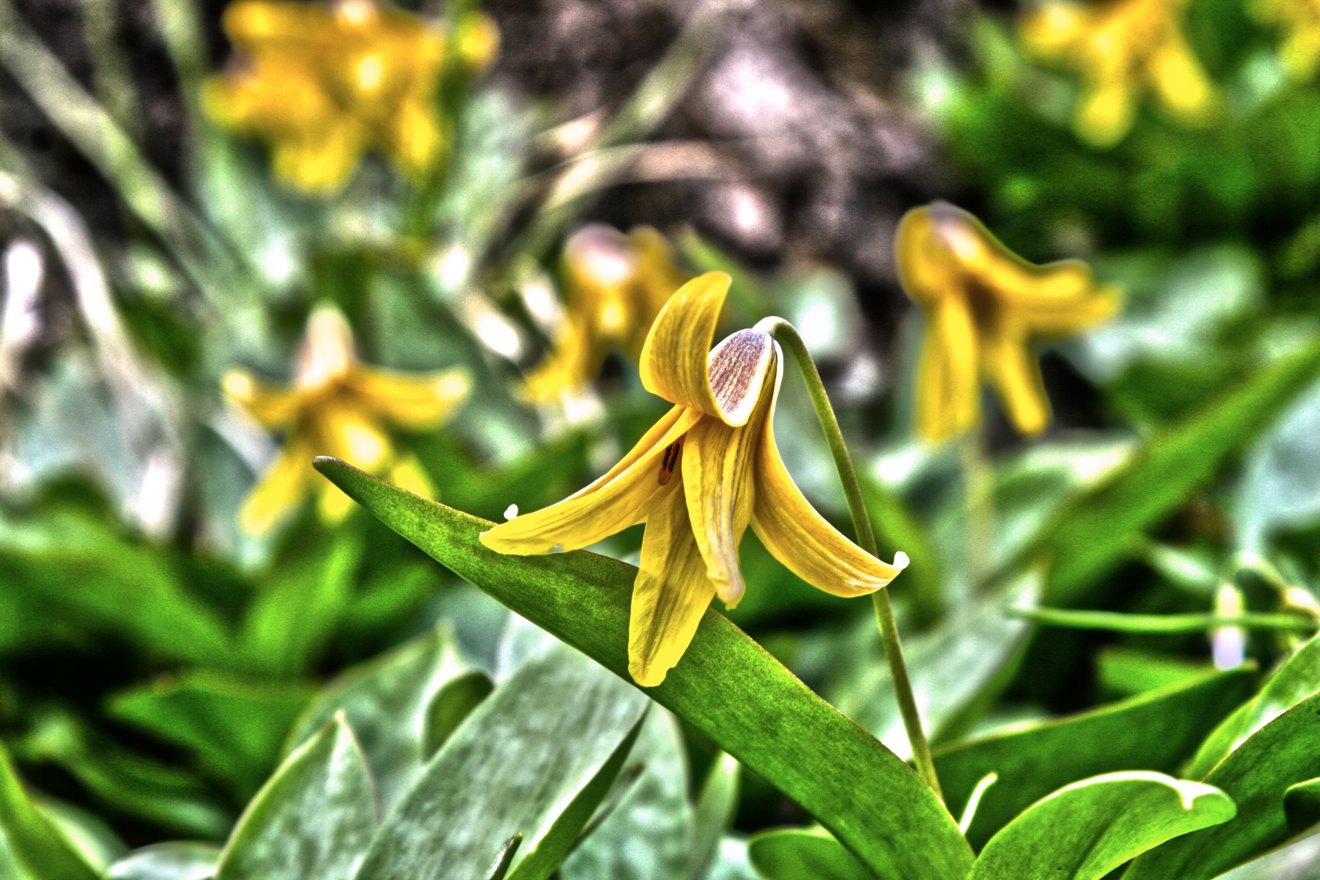 Beautiful Yellow Wild Flower