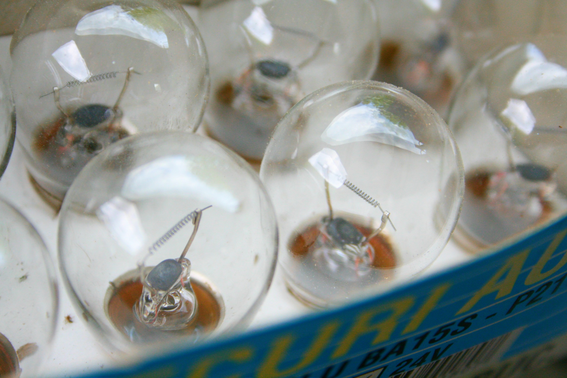 Box Of Bulbs