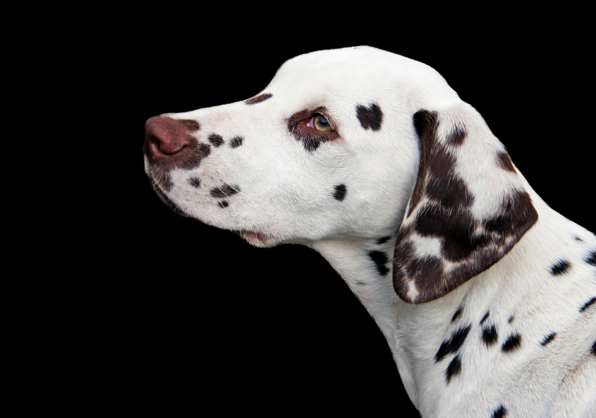 Young dalmatian puppy dog portrait isolated on black background