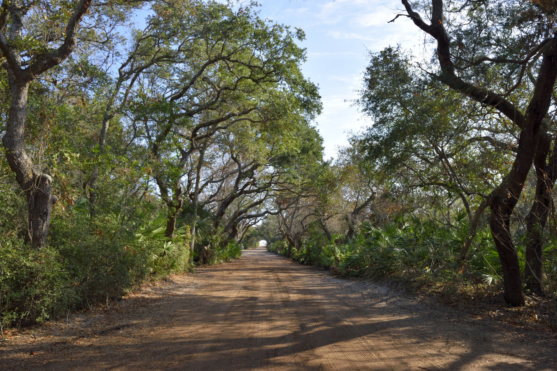 Dirt road with Hammock trees