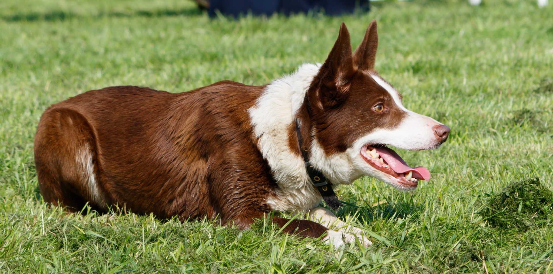 Close-up portrait of a border collie dog looking alert and laying on the green grass