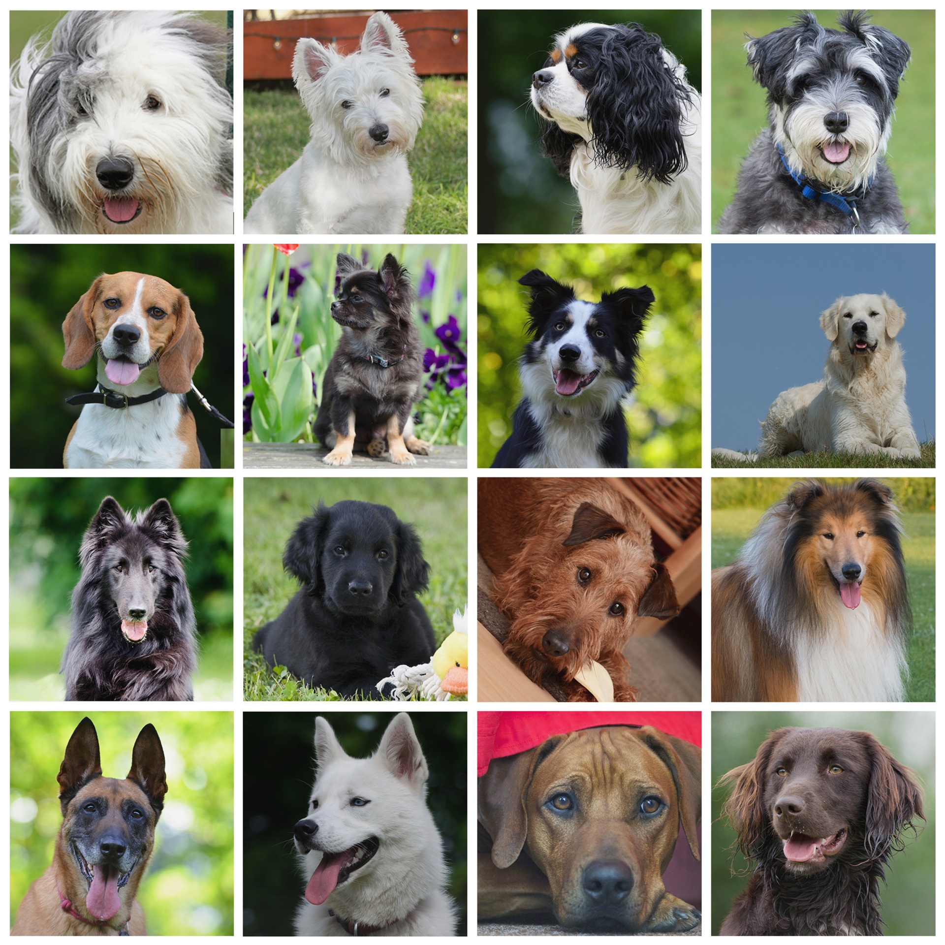 Lovely collage of of sixteen different breeds of dog