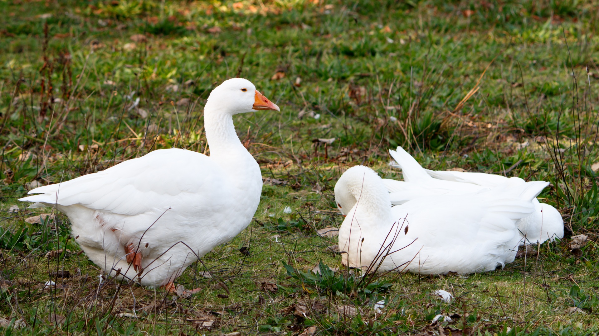 Ducks, White