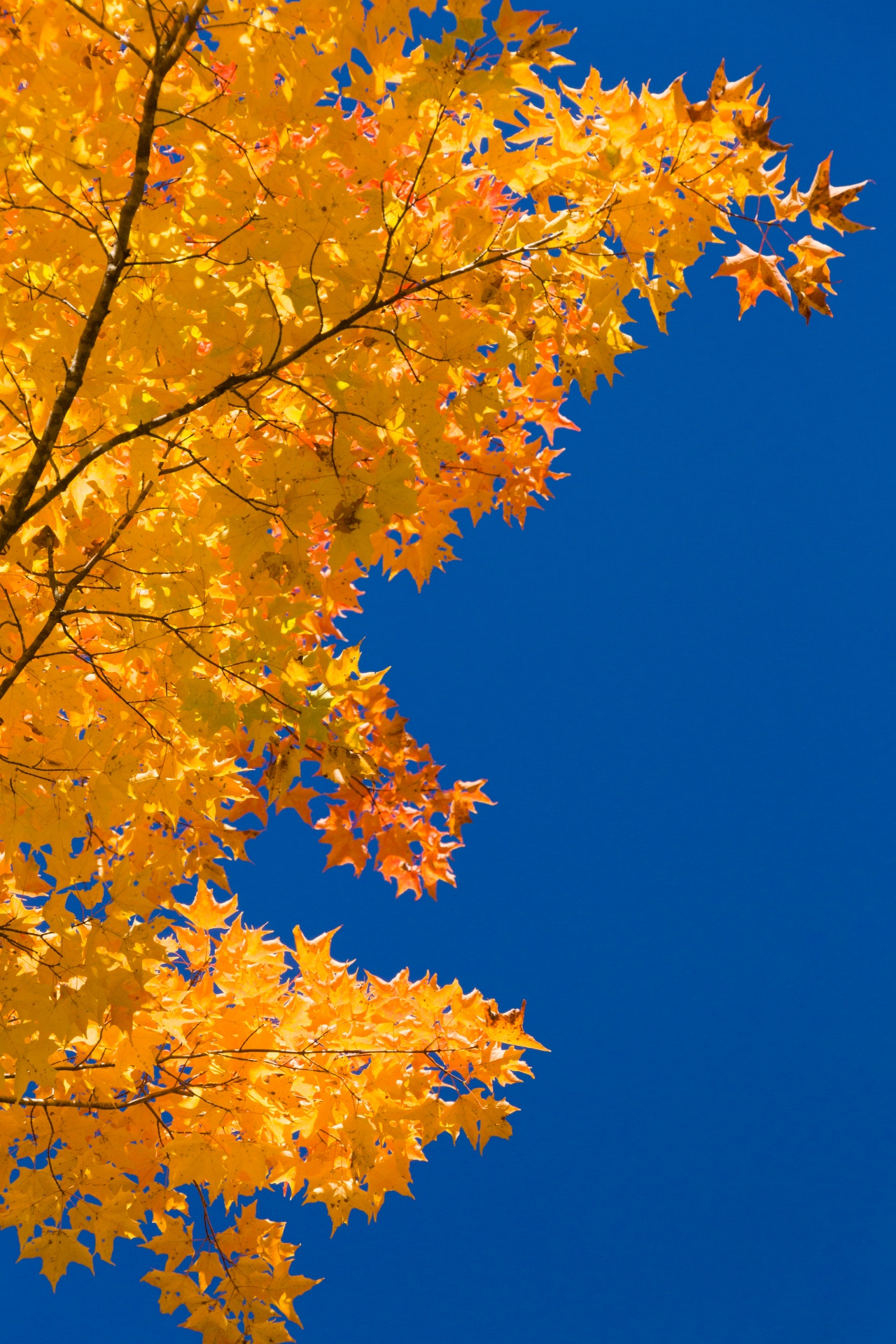 Fall Foliage And Blue Sky