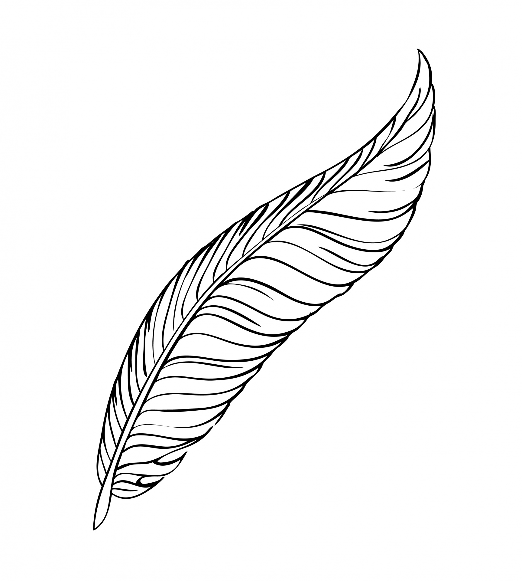 Feather Line Art