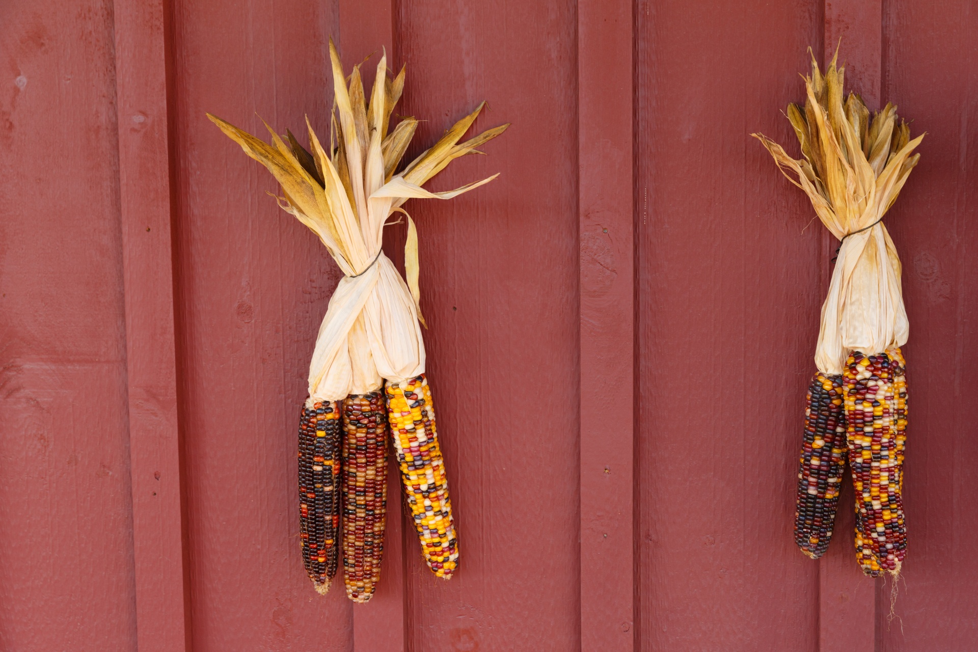 Indian corn hanging on the wooden wall