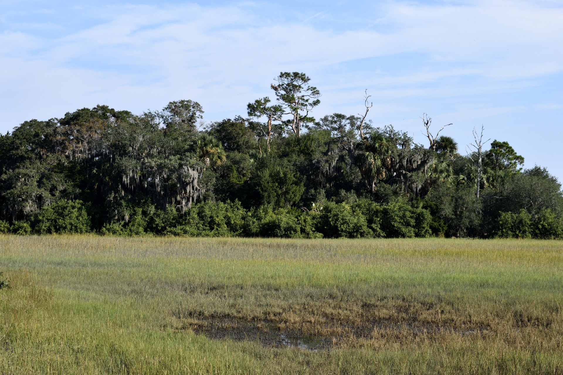 Florida Marsh Land