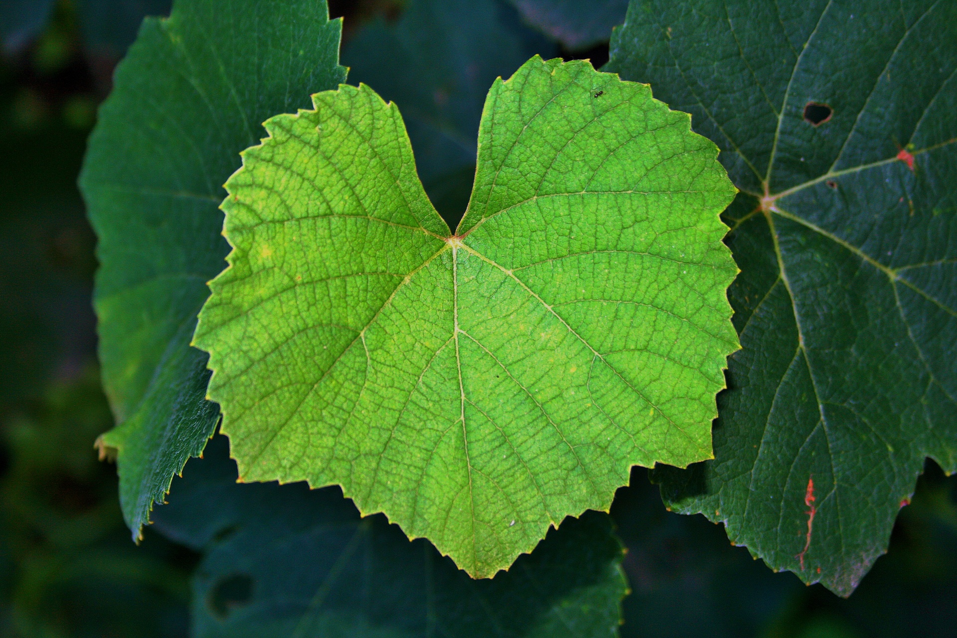 Light Green Vine Leaf