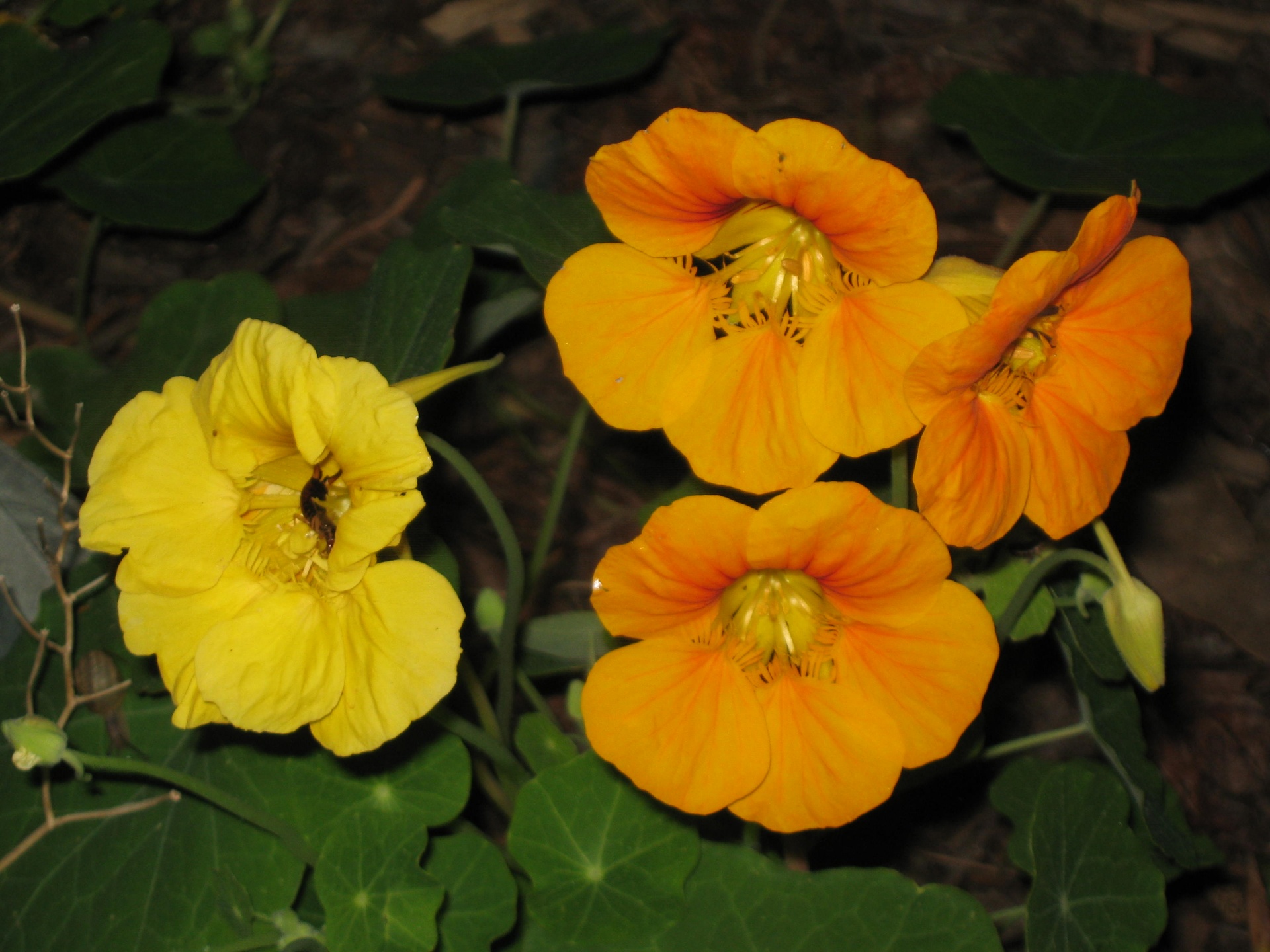 Yellow and orange nasturtiums in my garden