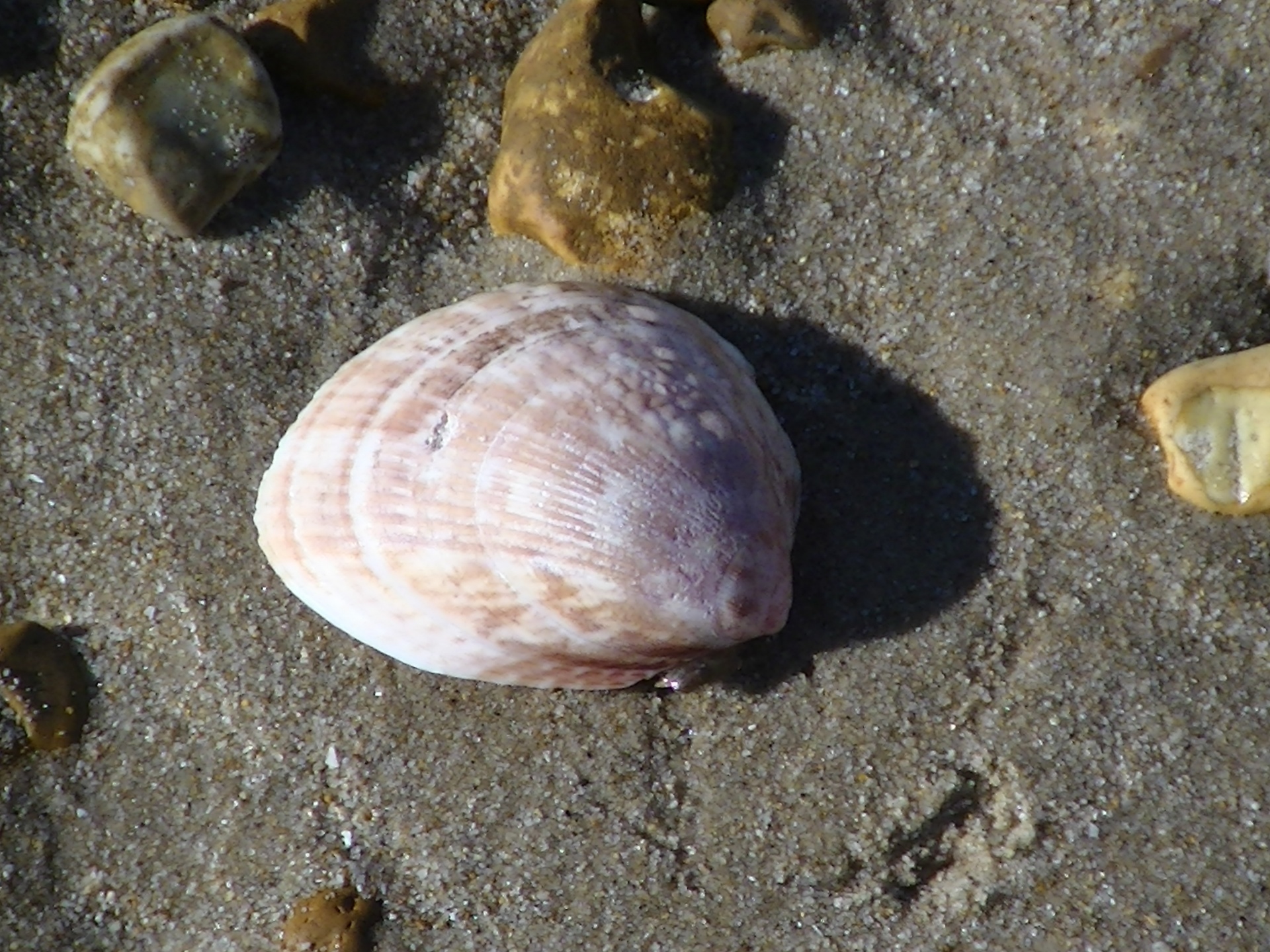 Ocean Beach Seashell