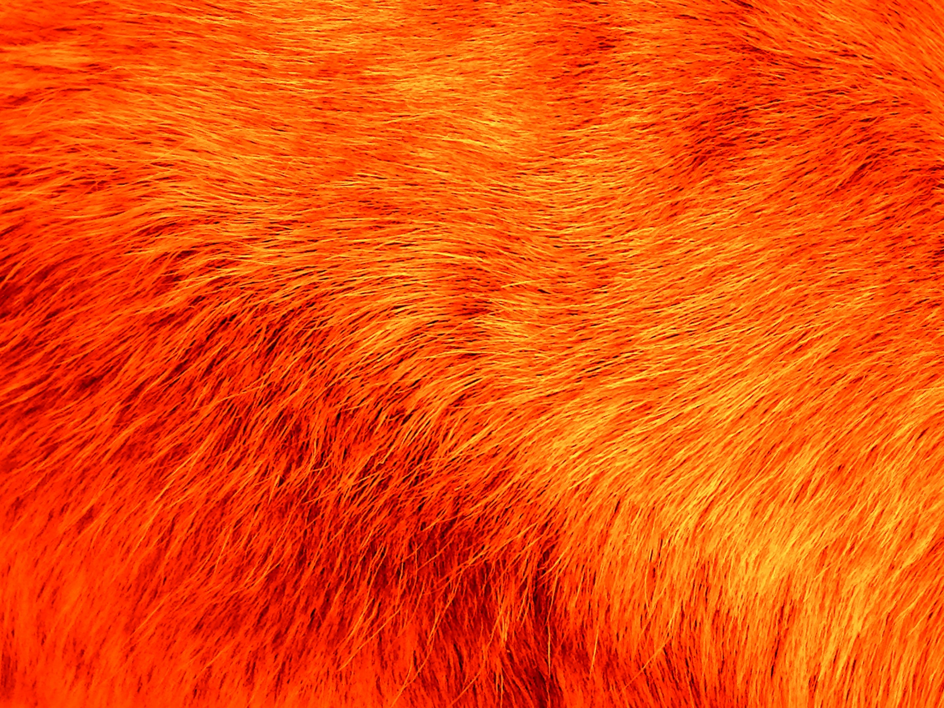 Orange Fur Background