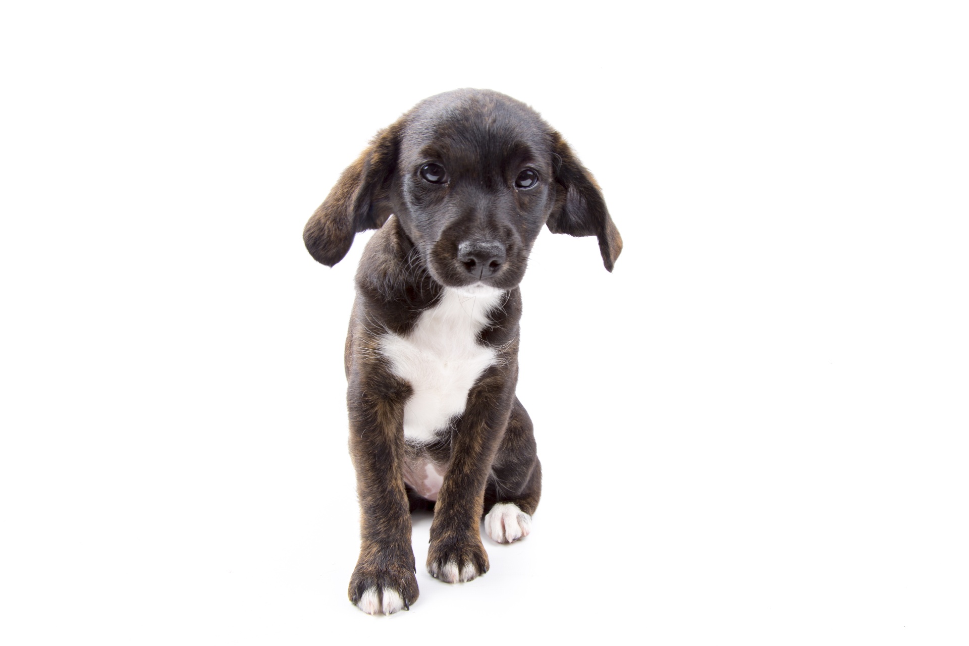 Beautiful Puppy Dog, Lapaso Poodle And Jack Russell Breed, Isolated On The White Background
