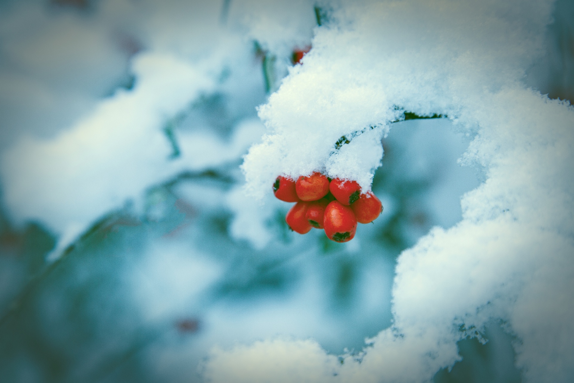 Red Berries And Snowy Branch