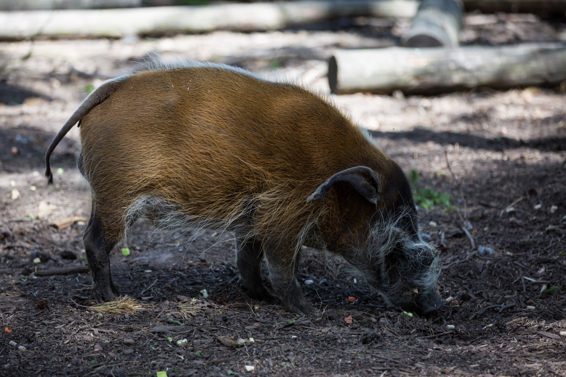 Red River Hog, Pig, Animal