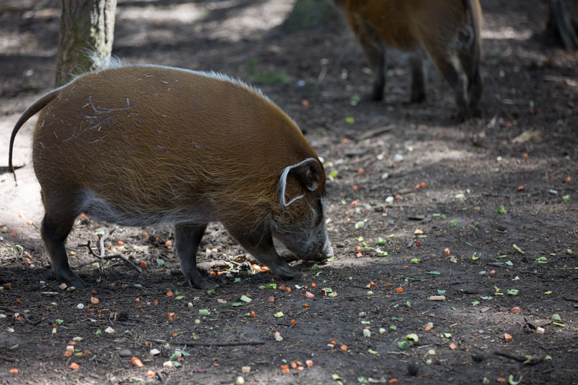 Red River Hog, Pig, Animal