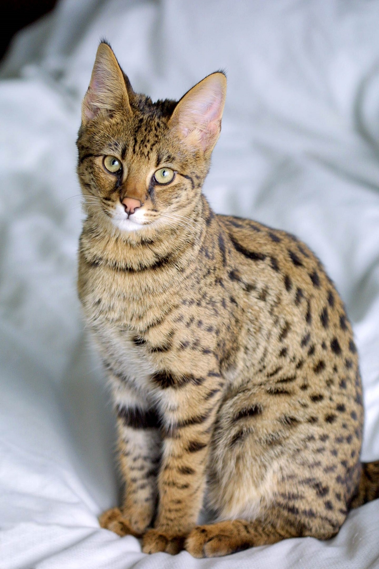 Close up portrait of a Savannah Cat