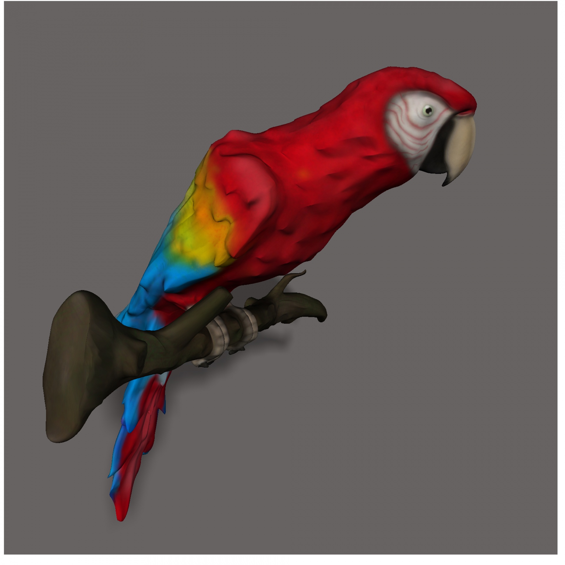 drawing of a long-tailed brilliantly colored parrot on gray background