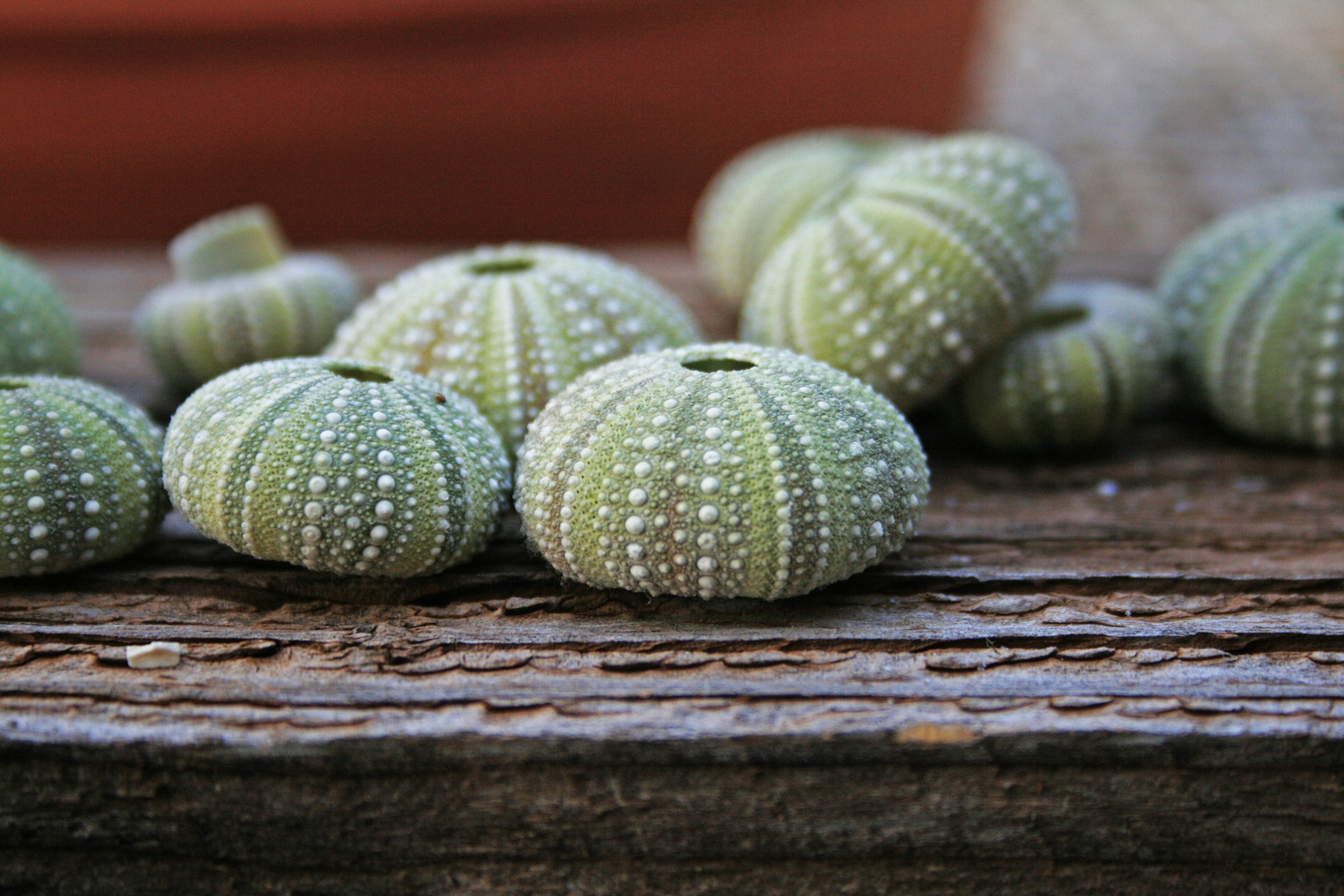 Sea Urchin Shells On Wood Surface