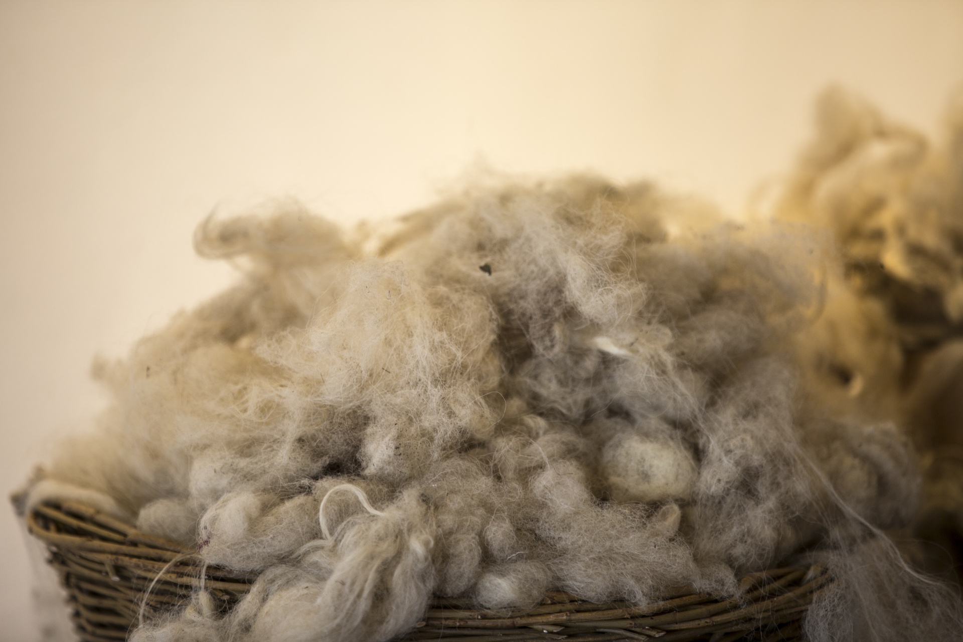 Shaven Wool In Basket