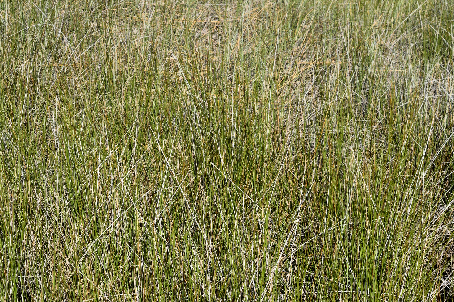 Swamp grass at Florida backdrop