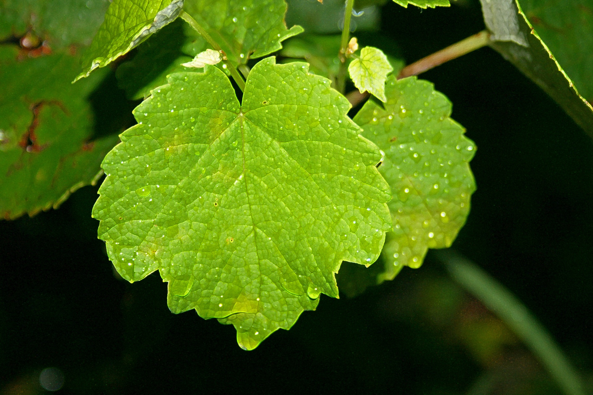 Vine Leaves With Water Drops