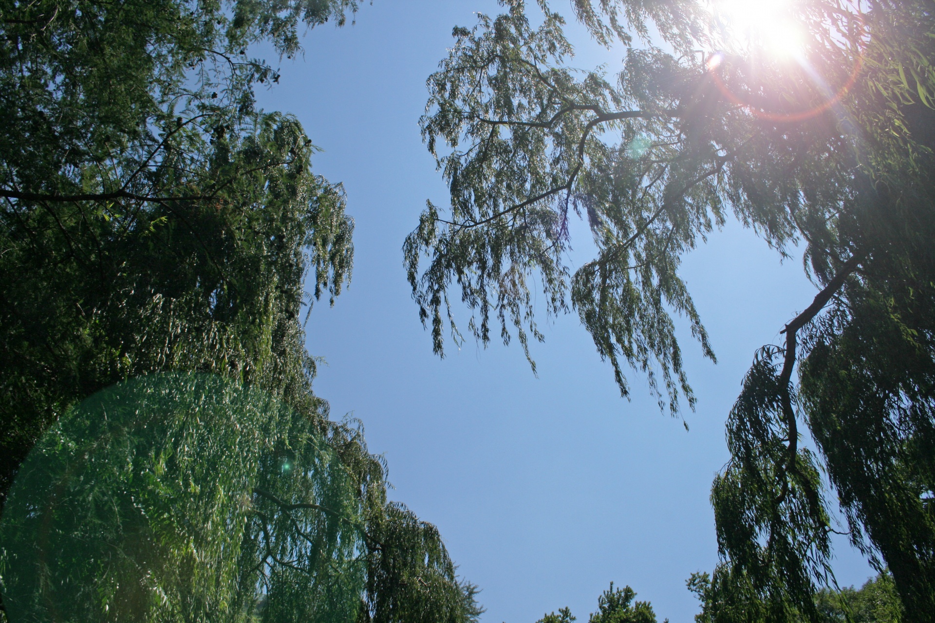 Willow Trees With Lens Flare