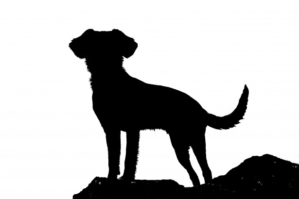Silhouette der Hund Kostenloses Stock Bild - Public Domain Pictures